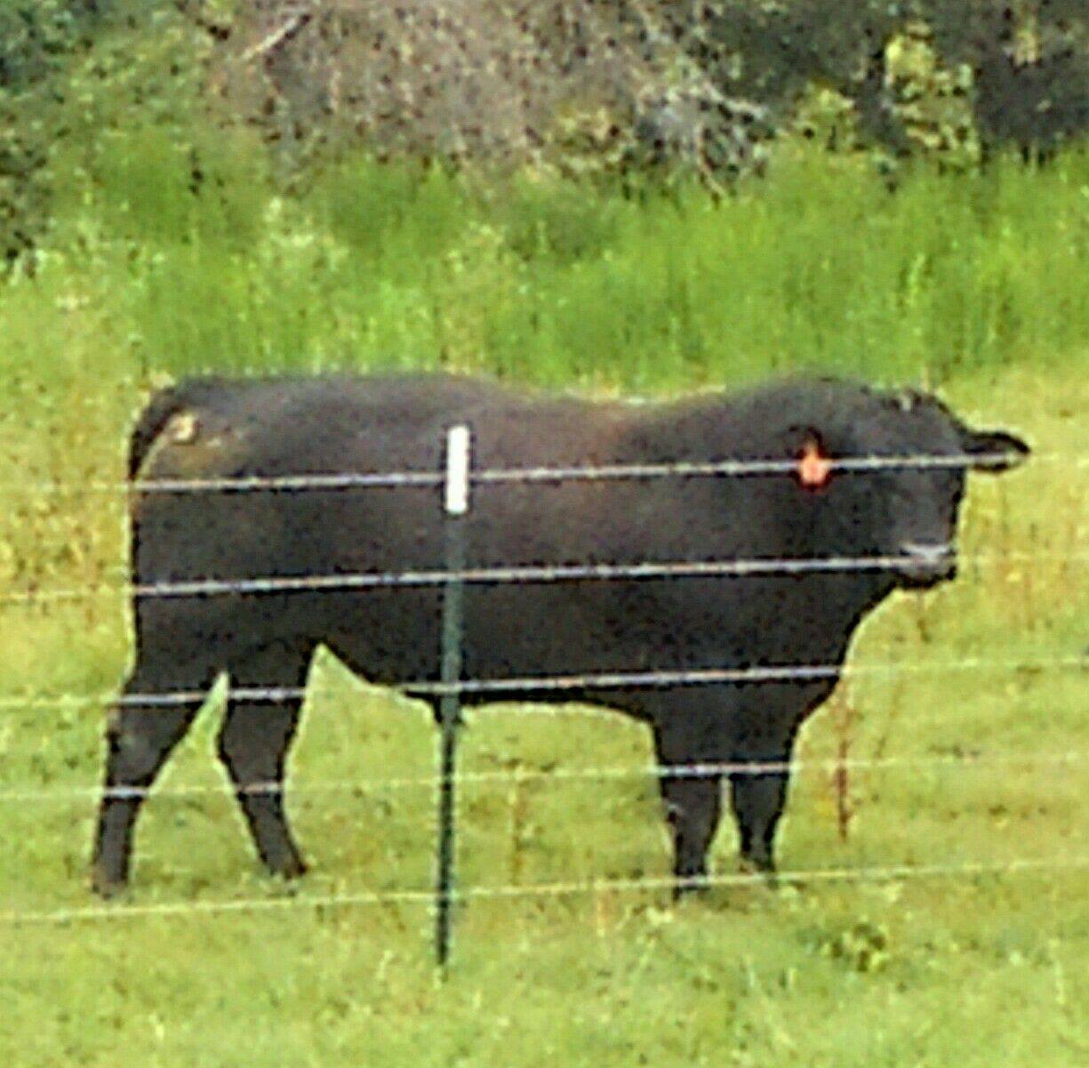 Parks Ridge Cattle LLC | Clermont GA