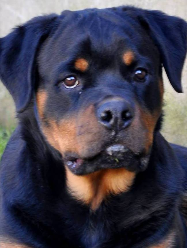 Rottweiler Leskovac Serbia
