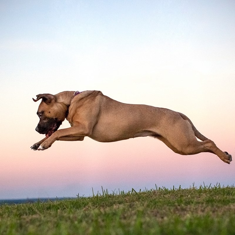 Landfill Dogs - It is so wonderful to see a Landfill Dog in their ...