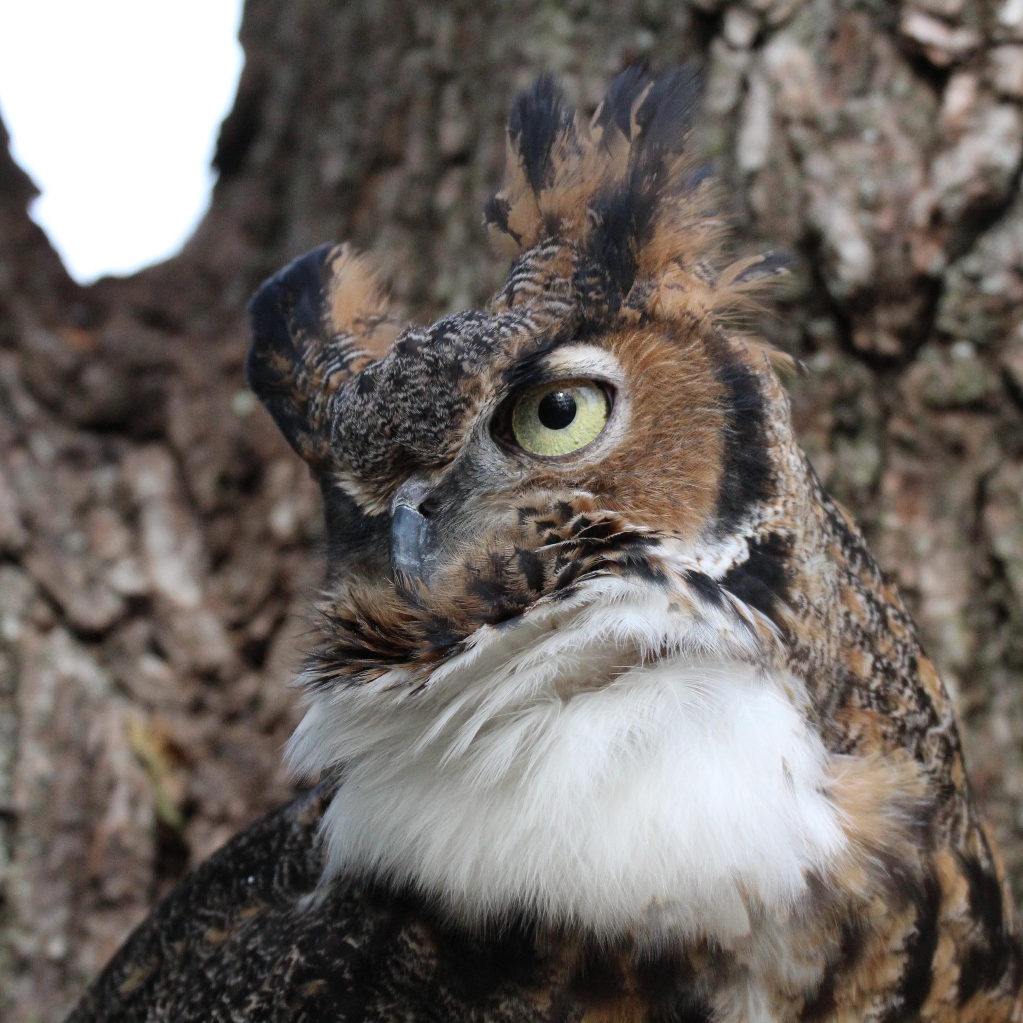 Raptor Rehabilitation of Kentucky Inc | Louisville KY