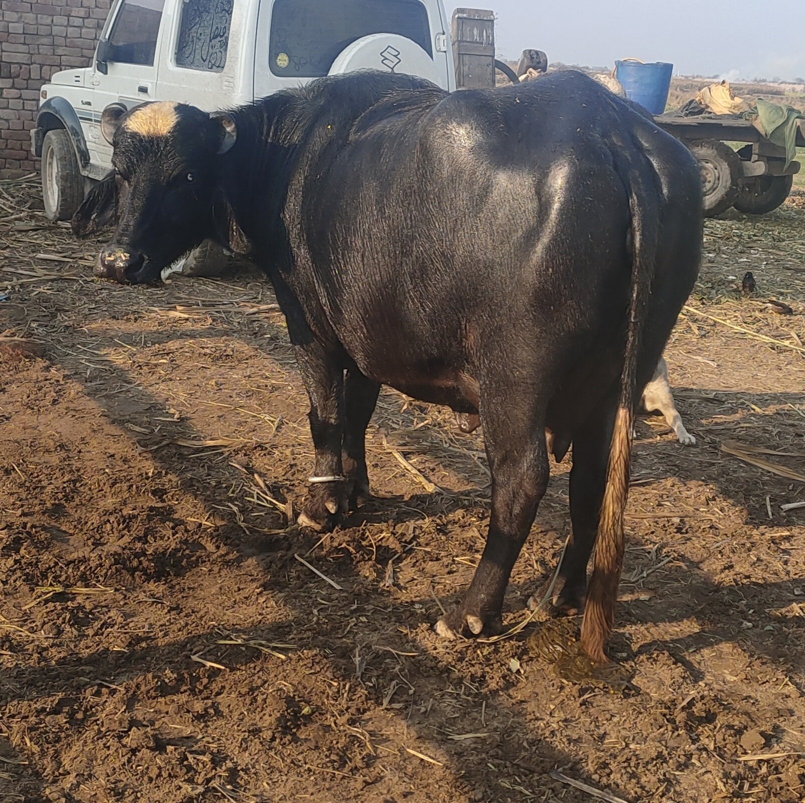 Neeli ravi buffalo | Sahiwal