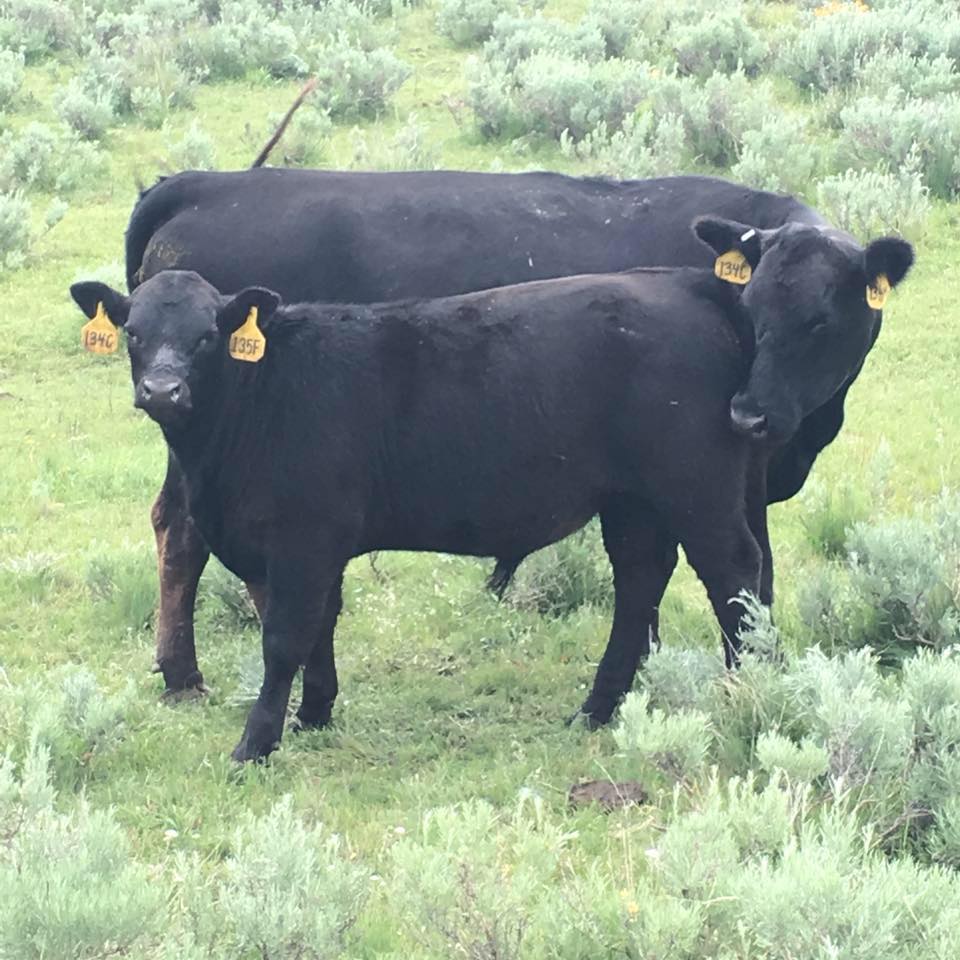 Lund Ranch Angus | Gunnison UT