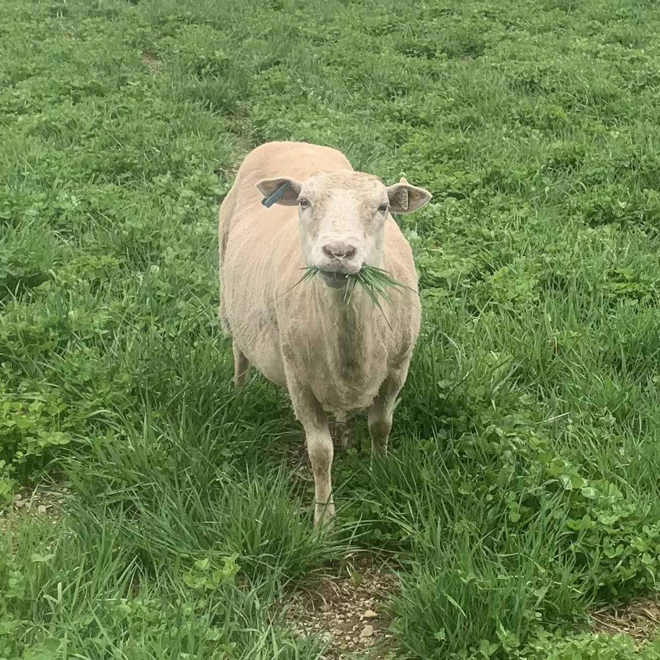 Sheep and Dog Compatibility
