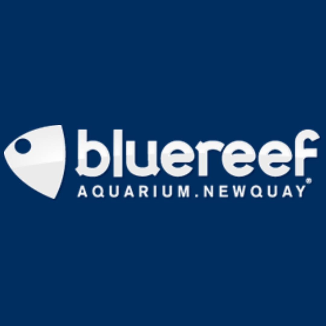 Curated visual reference: Blue Reef Aquarium Newquay Our Aquarists Monitor Our 40 Exhibits Photo Inspiration