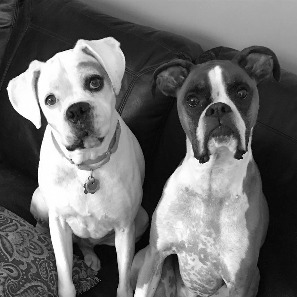 Daily Boxer