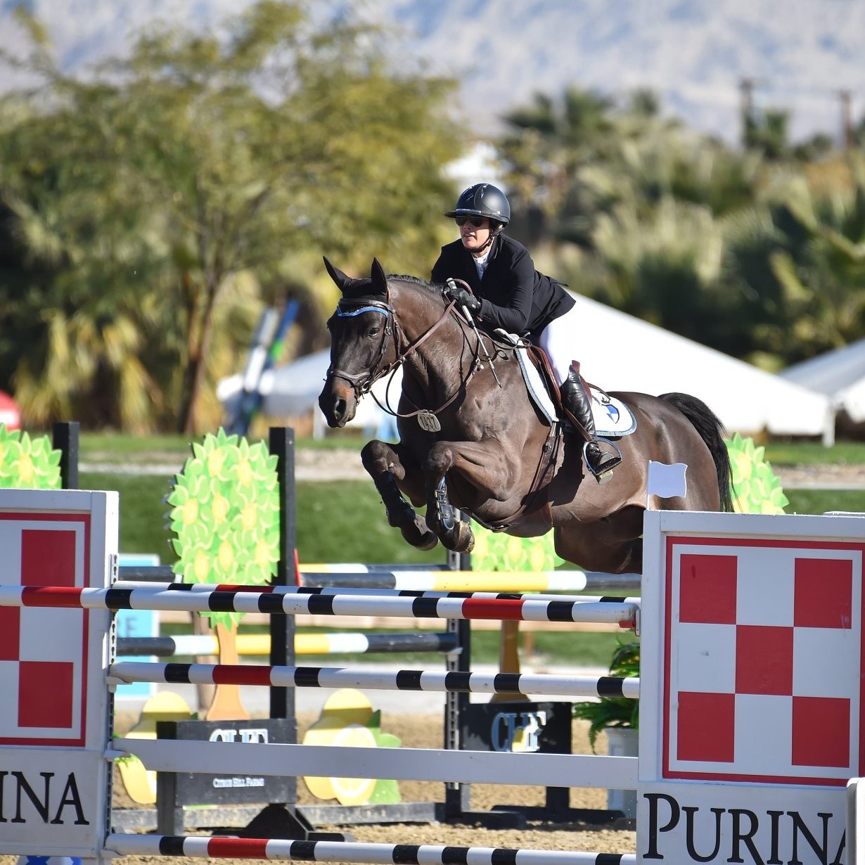 Kroff Stables - Congratulations to Ruby Ransco’s Ayrton... | Facebook