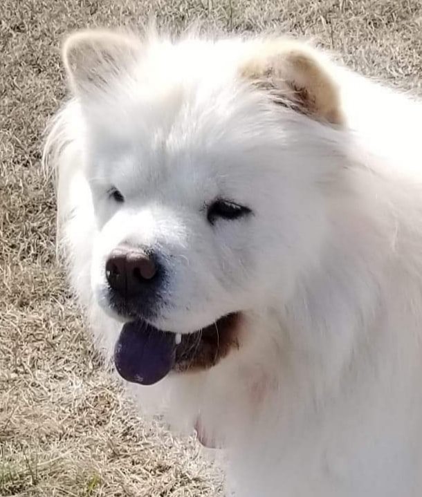 Chow Chow Rescue of Central New York, Inc. - CHOW LOVERS! Can you HELP ...