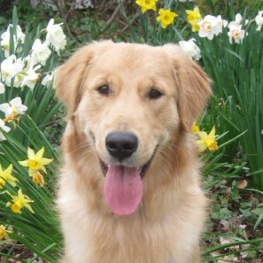 A Frame of Mind Dog Training