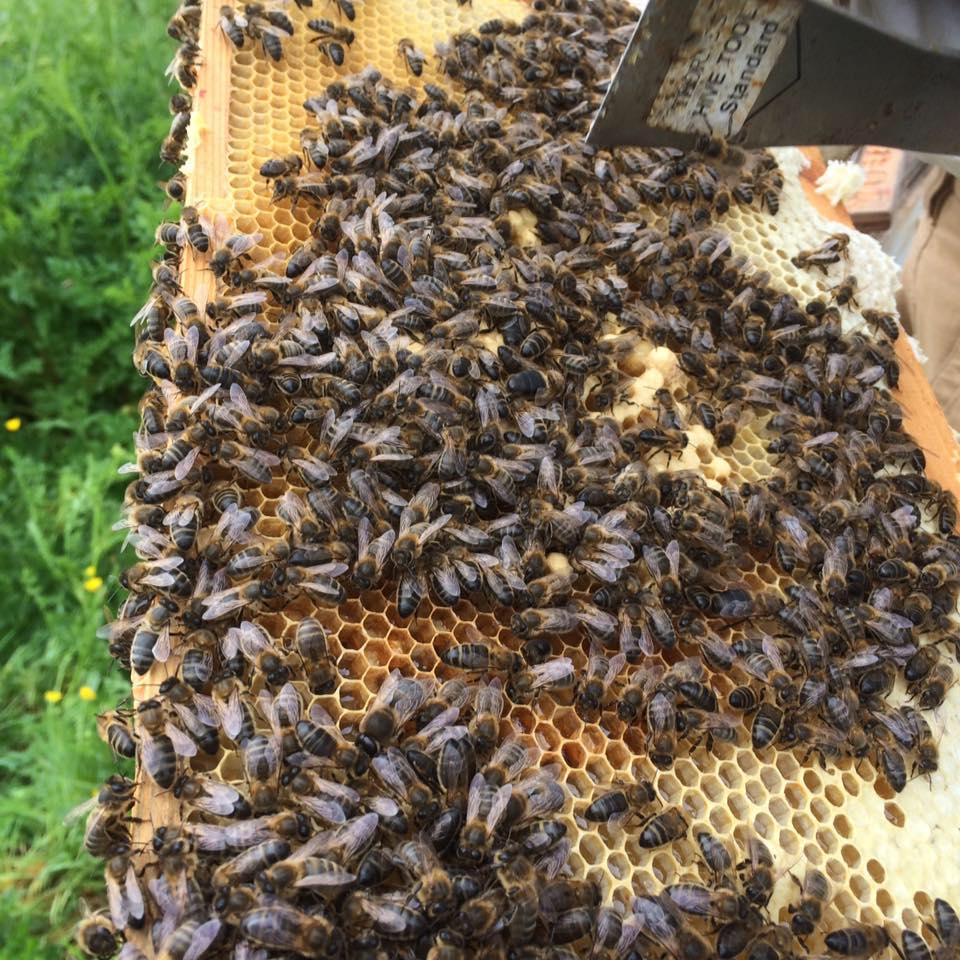 Kintyre and Mid Argyll Beekeeping Association - Taking a look at the ...