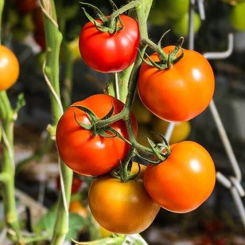 Katunga - Tomato Relish 4 kgs tomato ripe 1 1/2 kgs onion 3/4 cup salt ...