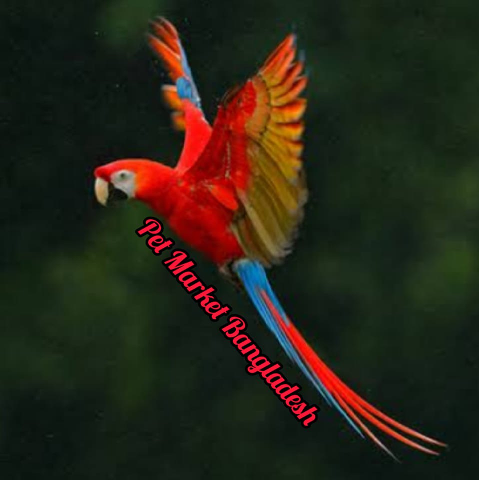 Rony rasel pet farm | Dhaka