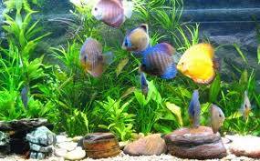 Akvarijske ribice