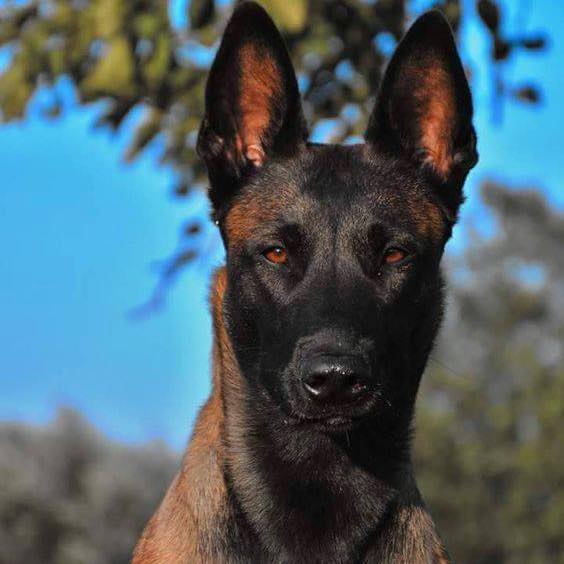 Chó Nghiệp Vụ Malinois - Bẹc Bỉ | Thu Dau Mot