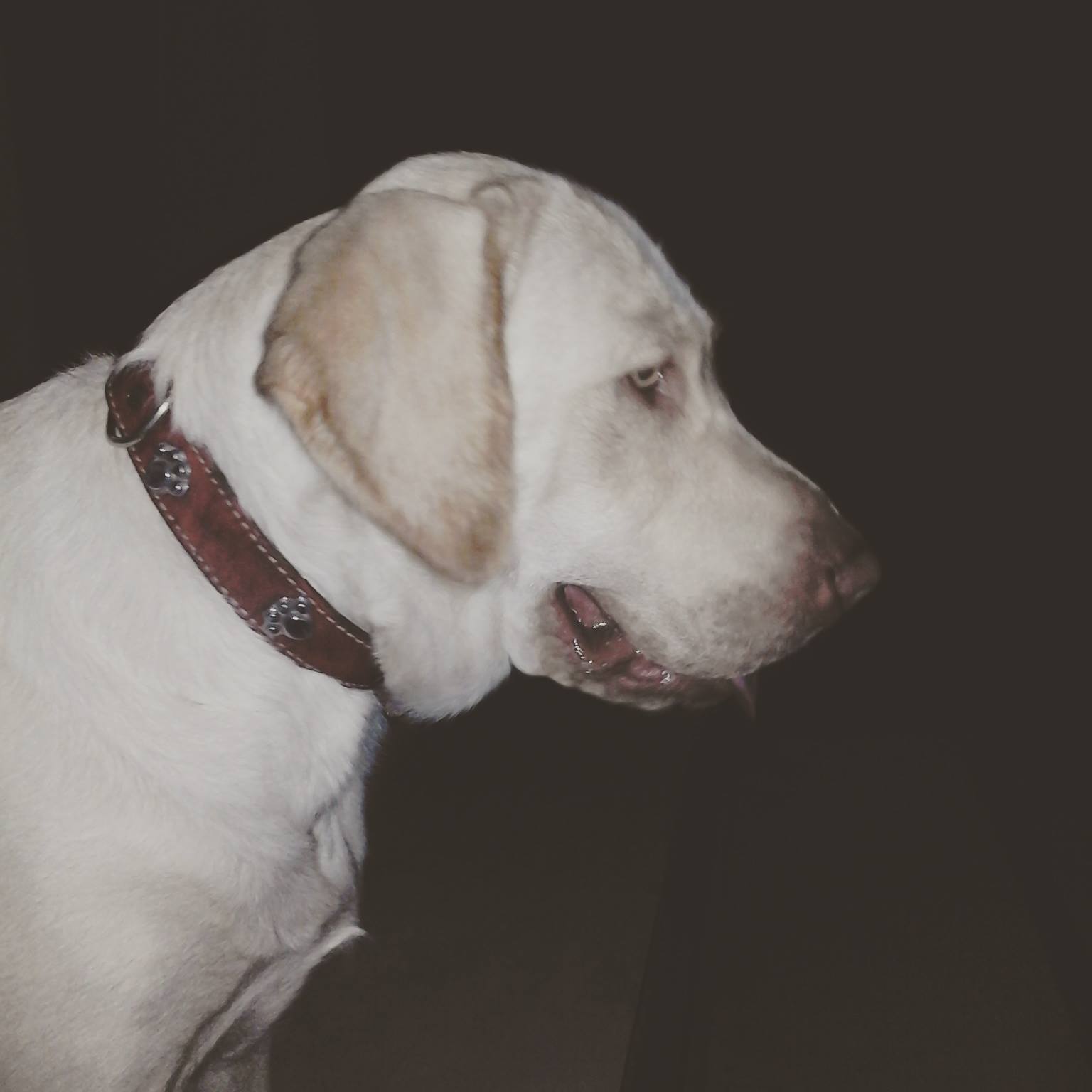 Labrador Retriever Peru