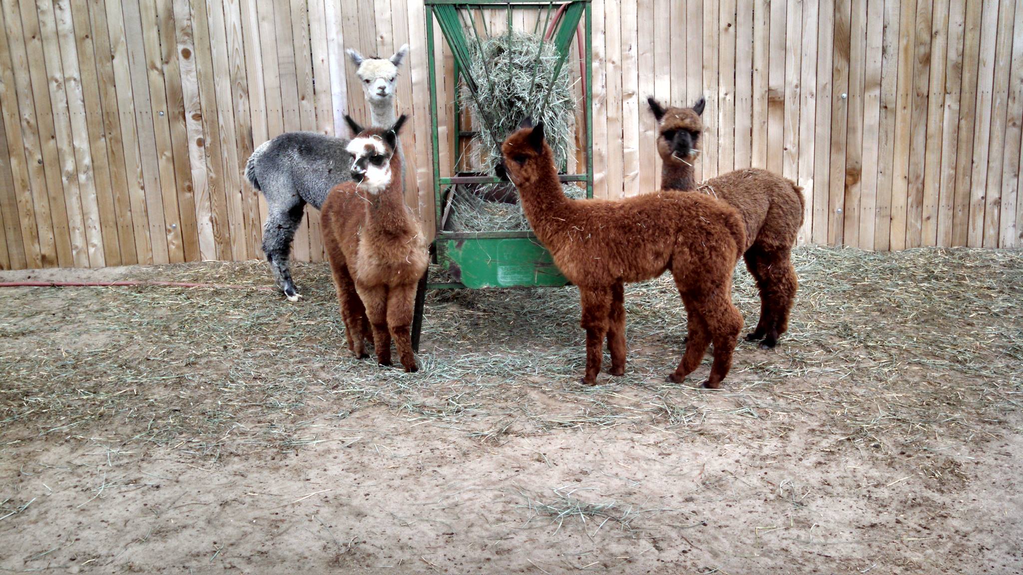 Kamali Alpaca Ranch | Bennett CO