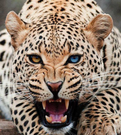 Los Animales más hermosos del mundo, el arca de Rojón