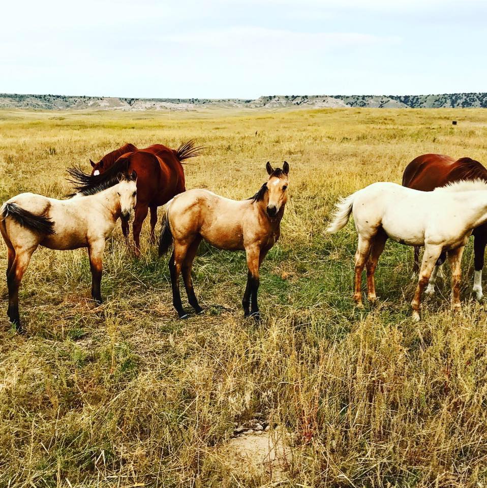 Lay Ranch | Torrington WY