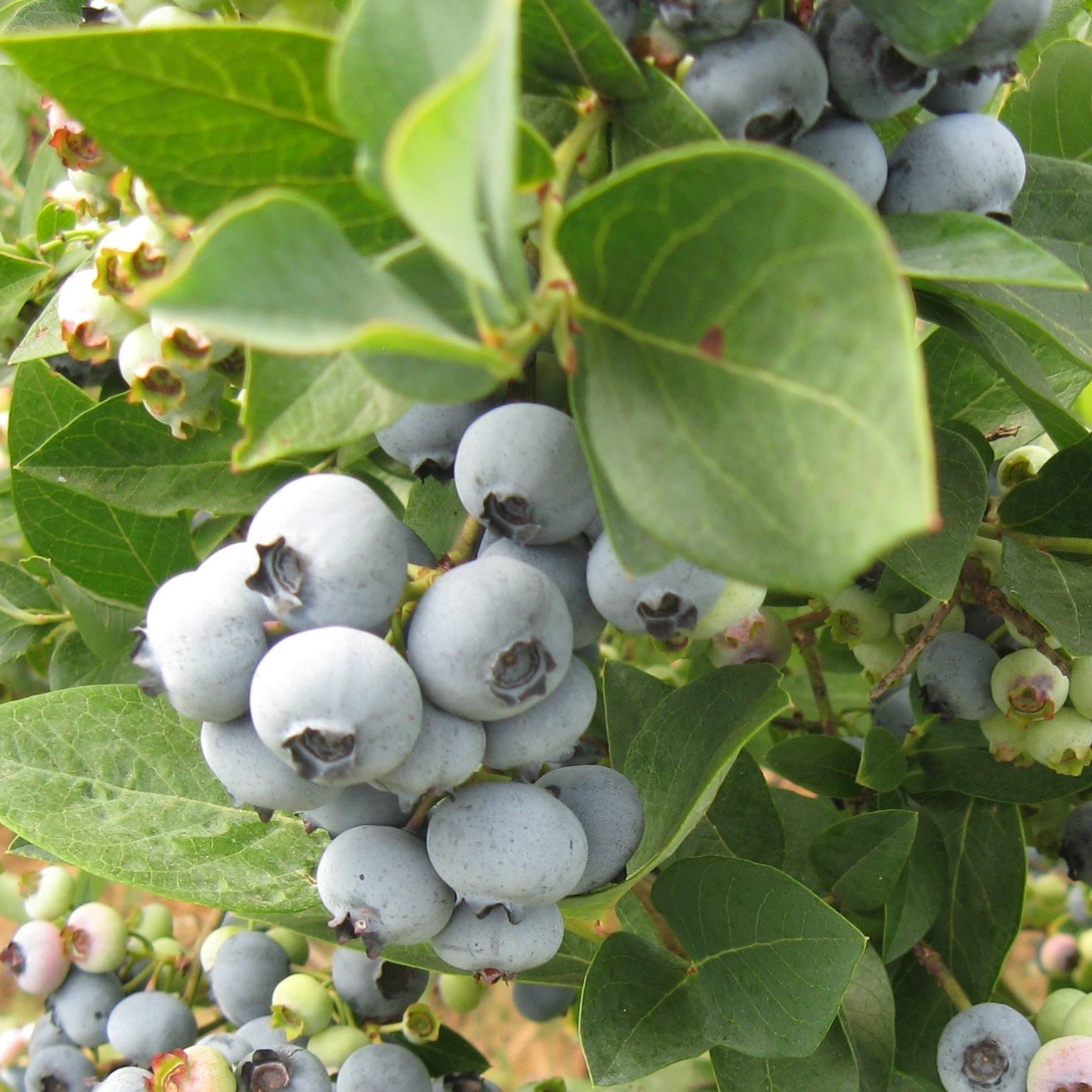 Kings Valley Gardens U-Pick Blueberries - Still loads of Patriot ...
