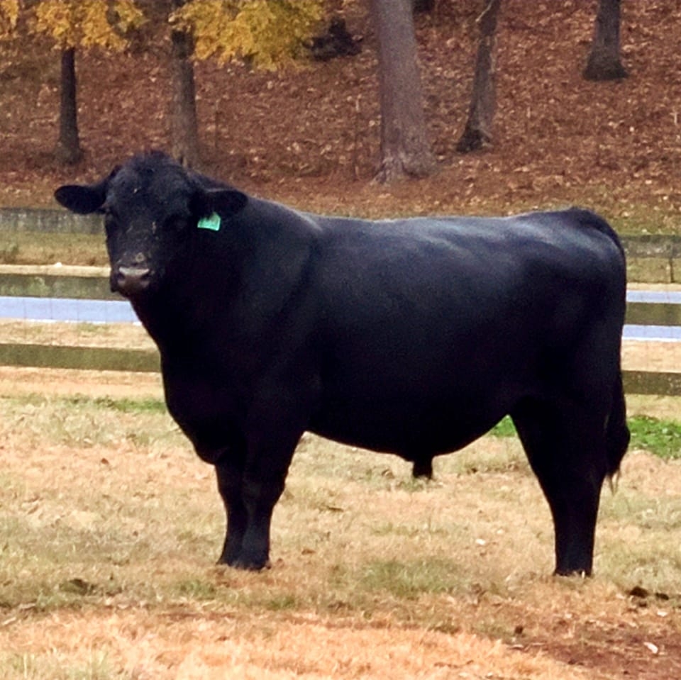 Cedar Ridge Farm Philadelphia Mississippi | Philadelphia MS