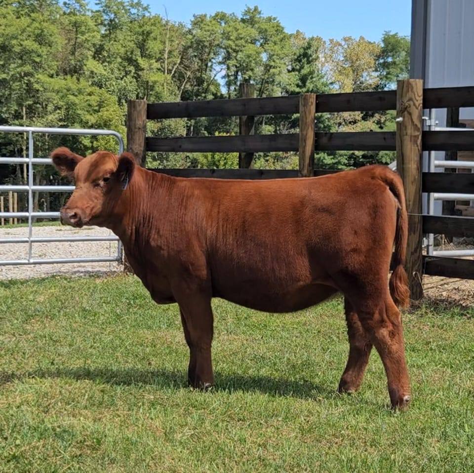 Anyone looking for... - Dillon Simmentals/Dillon Red Genetics | Facebook