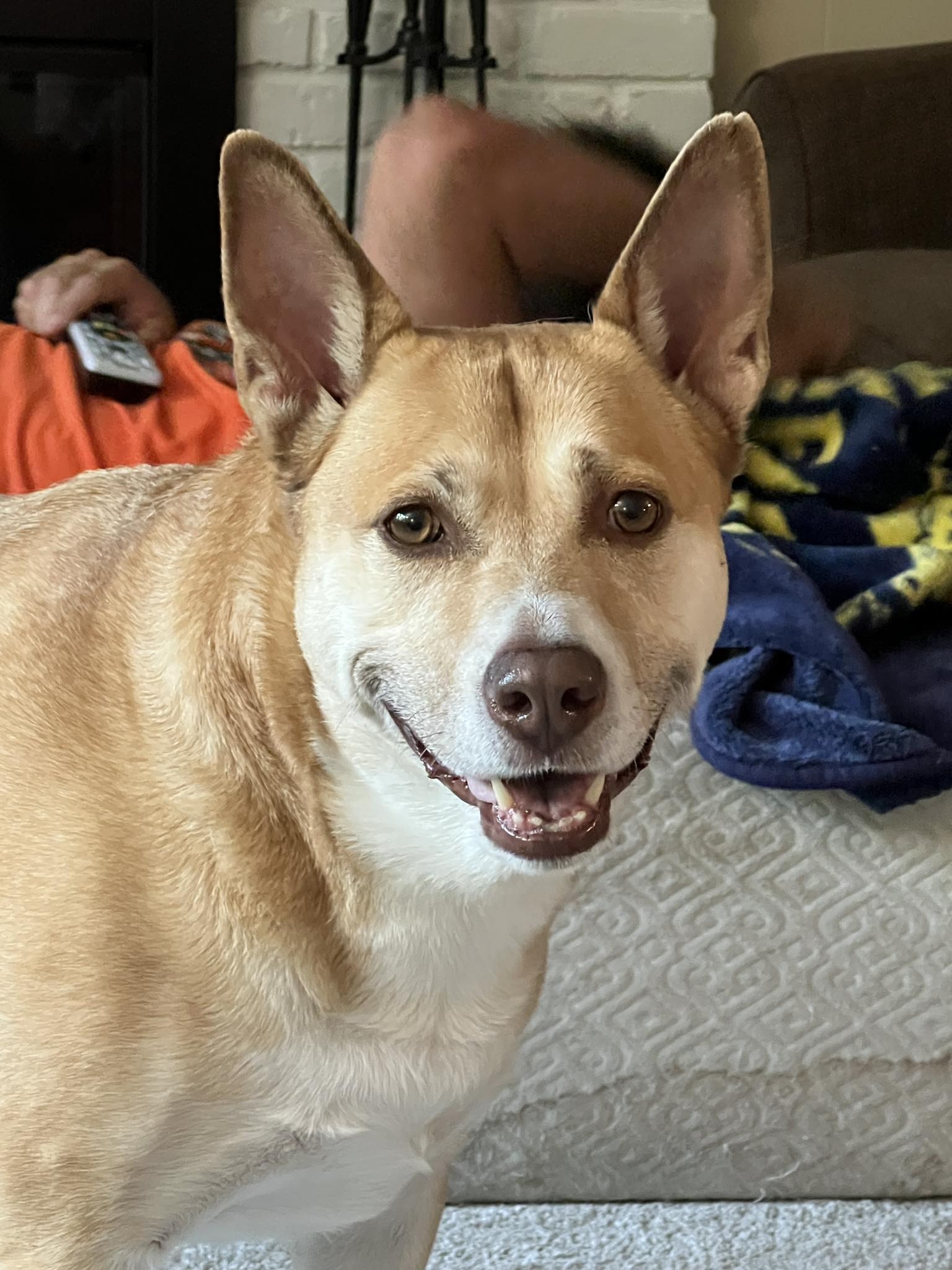 Sandy the Shibble