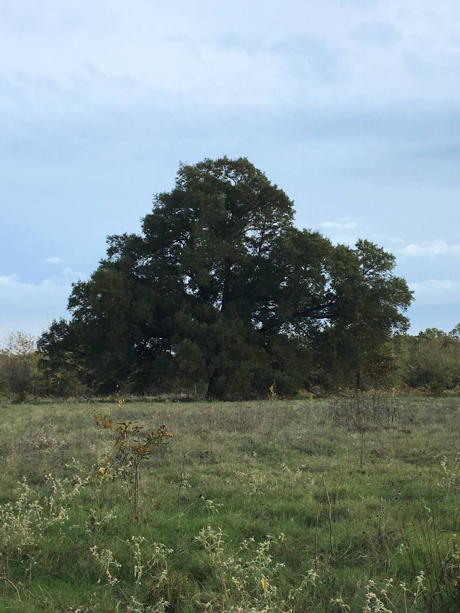 BIG TREE RANCH