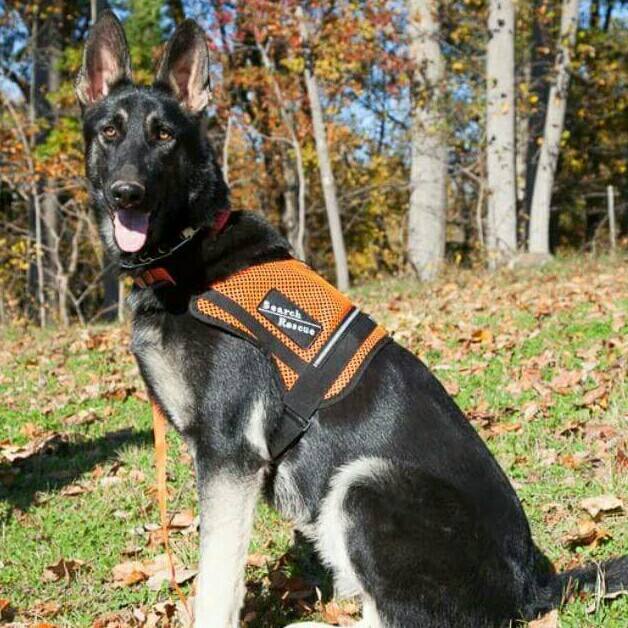 K9 Riley - SAR | Inwood WV