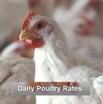 Daily Poultry Rates | Karachi