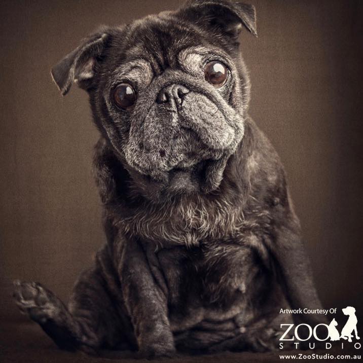Happy International Pug Day 🐾🐾... - Pugs SOS Rescue Australia | Facebook