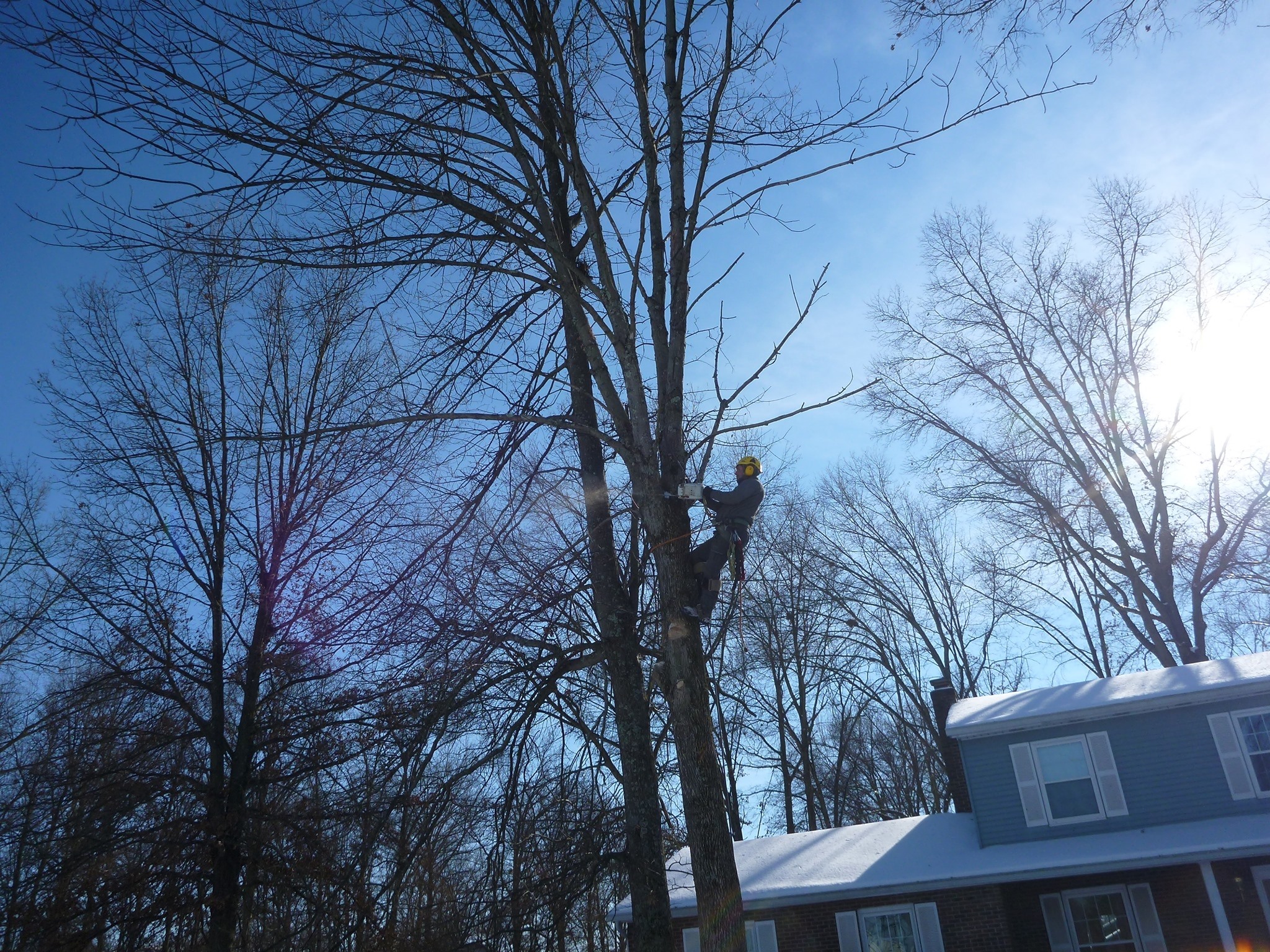 Blue Ox Tree Service