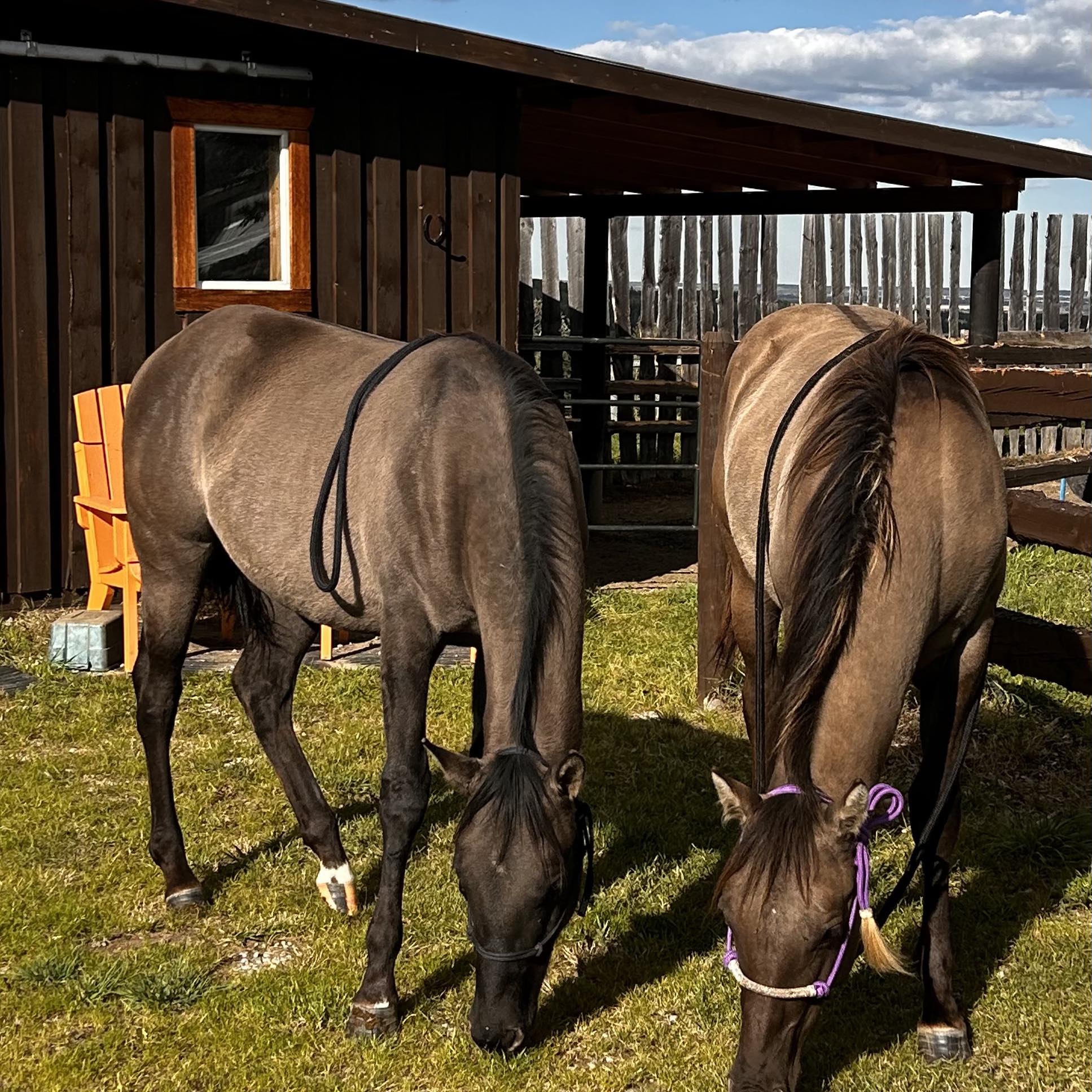 Bluerock Ranch | Foothills AB