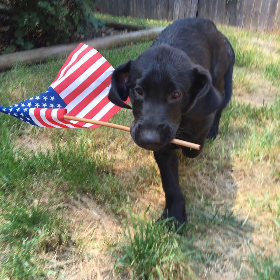 Mount Chase Labrador Retrievers