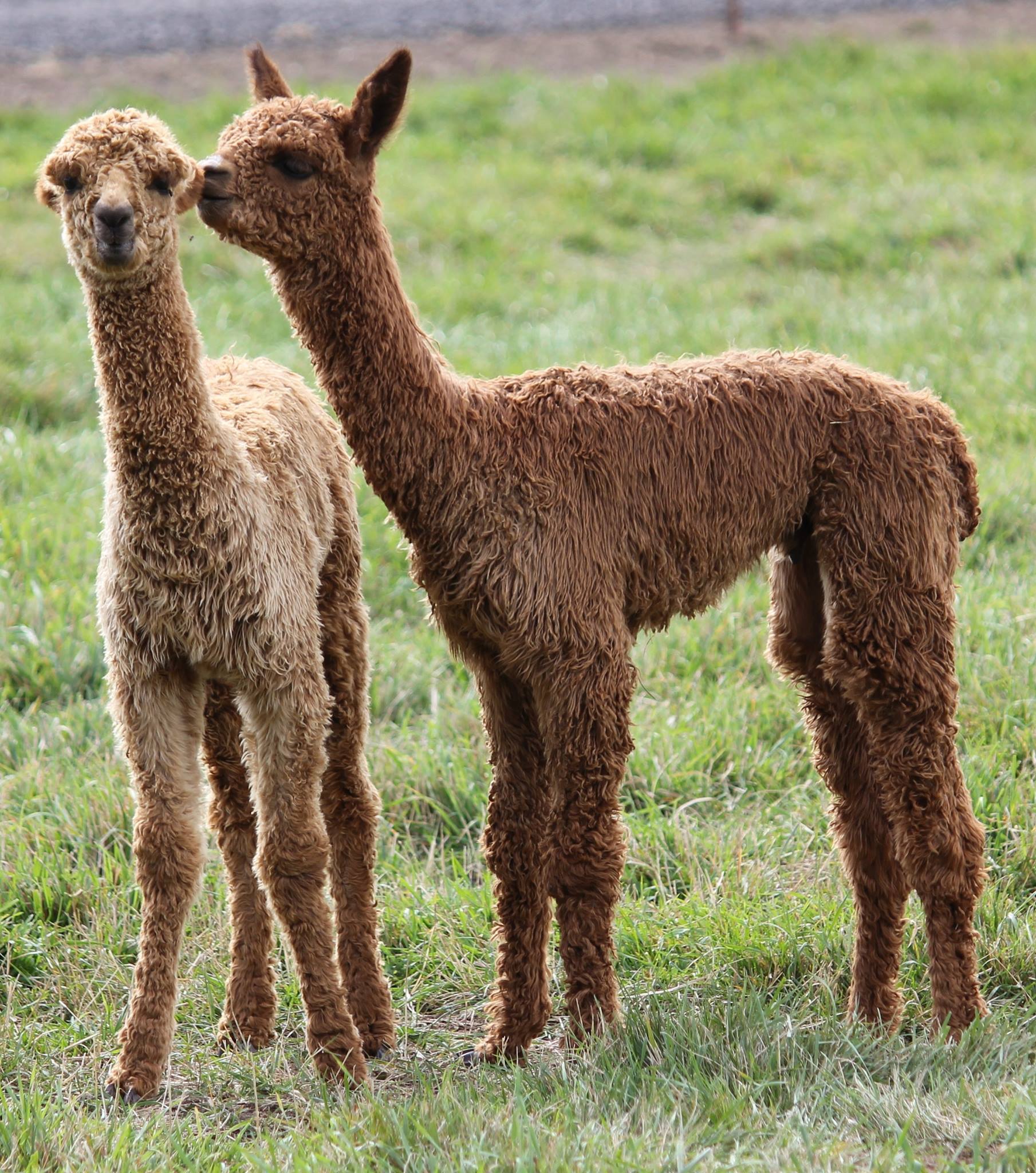 Lodi Alpacas at Whistling Valley Farm | Lodi WI
