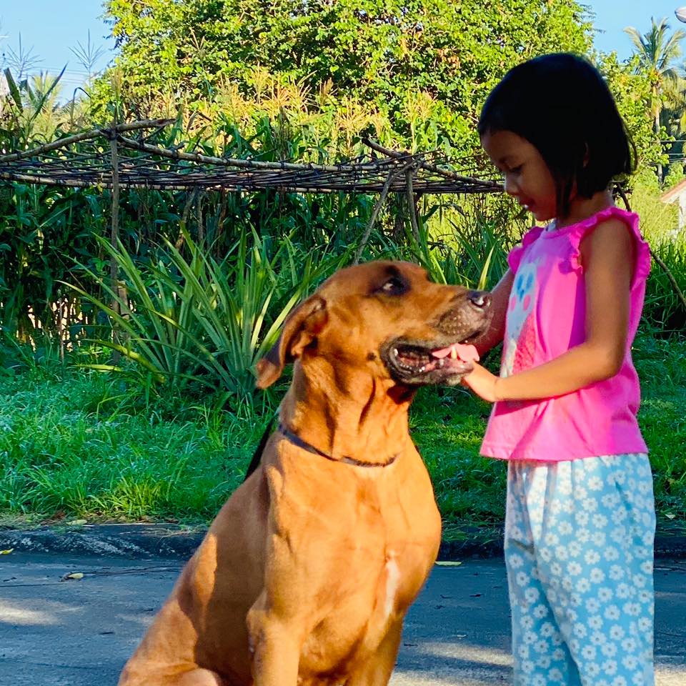 Rhodesian Ridgeback Philippines