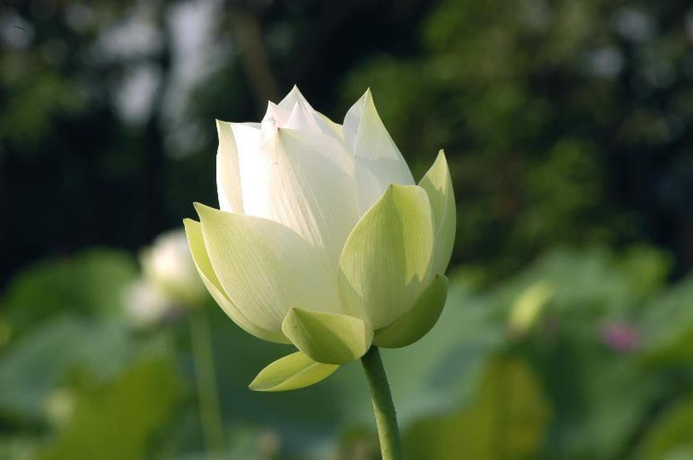 Công tắc cảm biến ánh sáng | Mở Lối Yêu Thương
