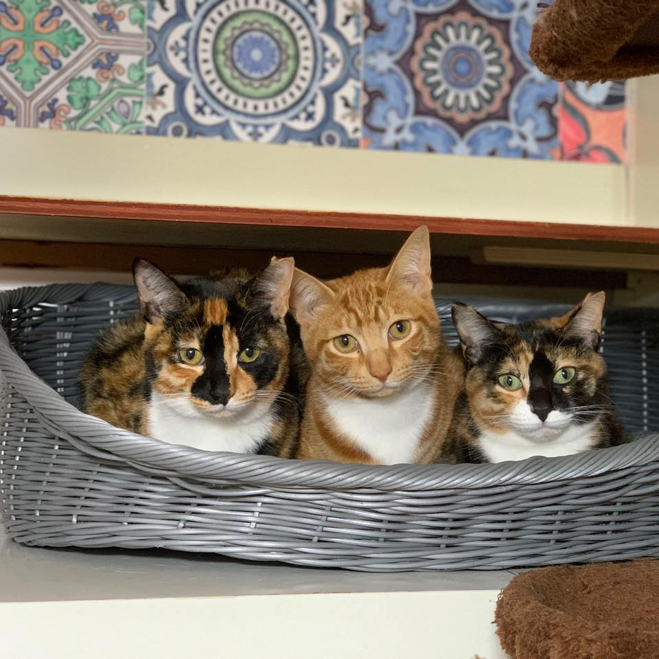 Kyoto Japan Cat Network