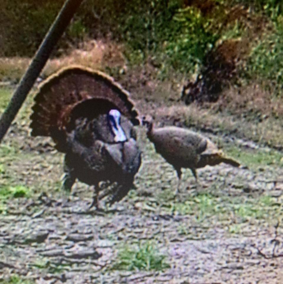 East Goodwin Hunting Club