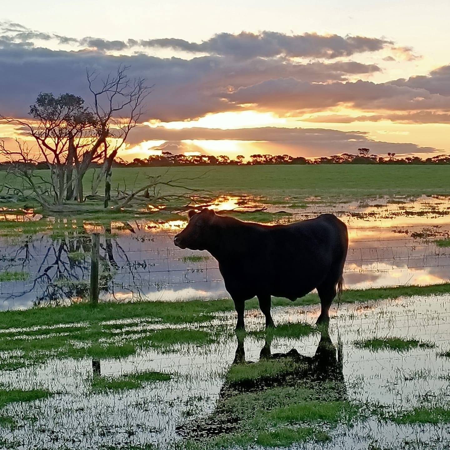Coonamble Angus | Bremer Bay WA