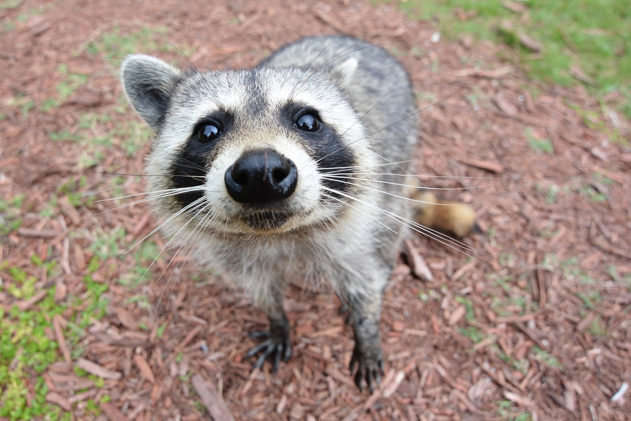 The Radioactive Raccoons