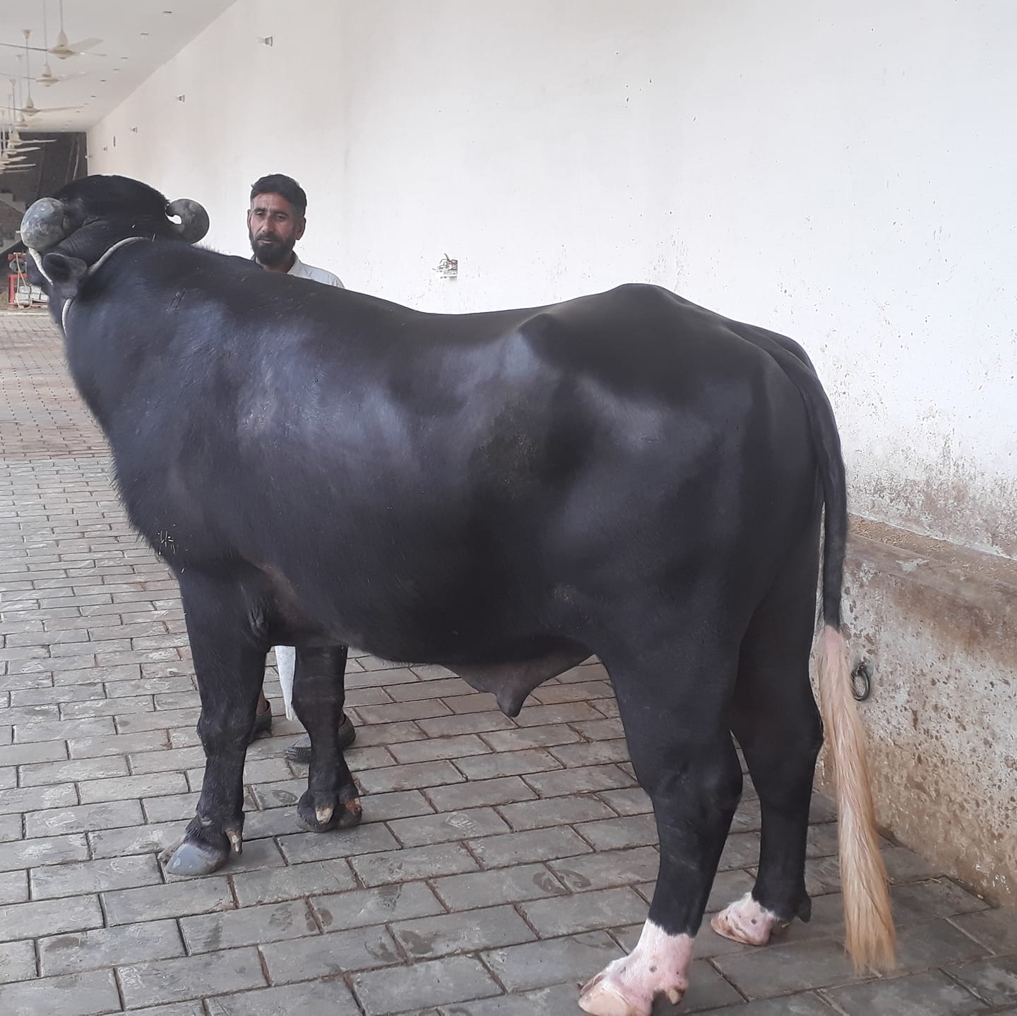 Naseer and sons dairy farm