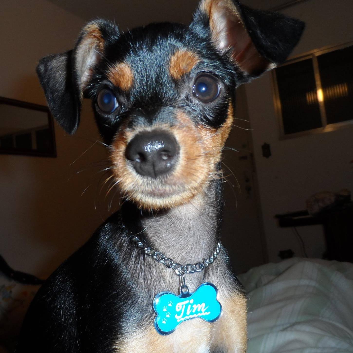 Tim o cão Top