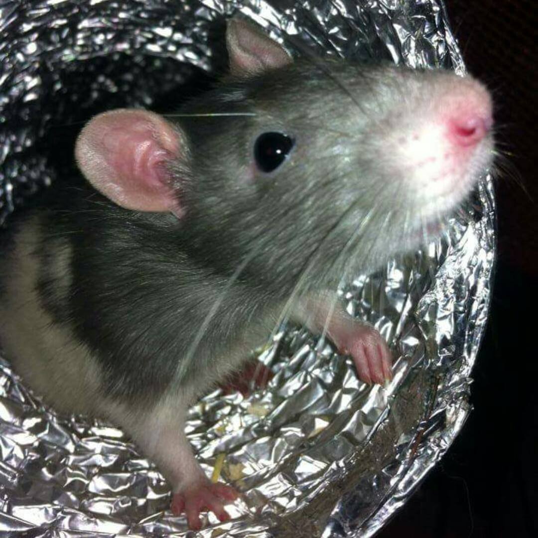 Ratten