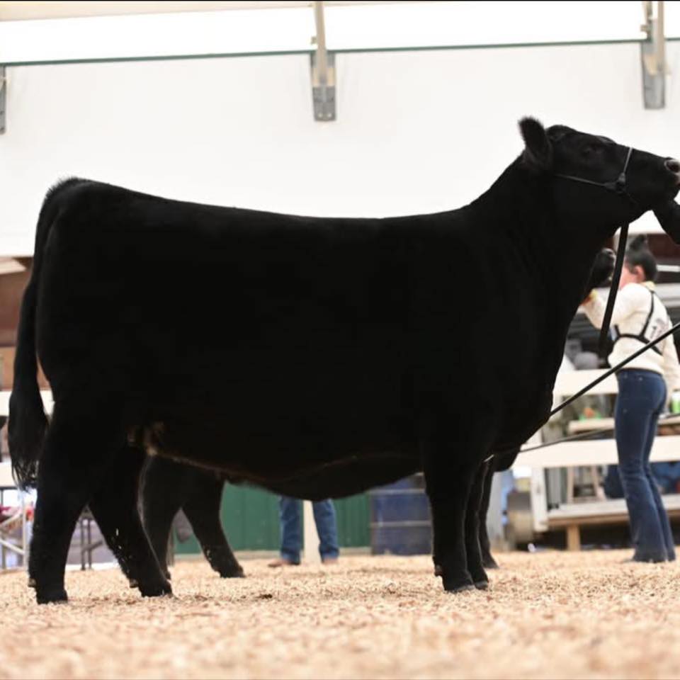 River Ridge Angus | Archie MO
