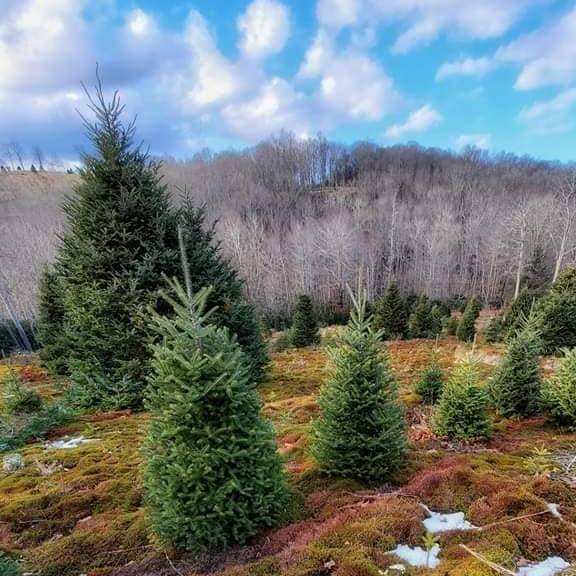 Hickory Nut Christmas Tree Farm | Newland NC