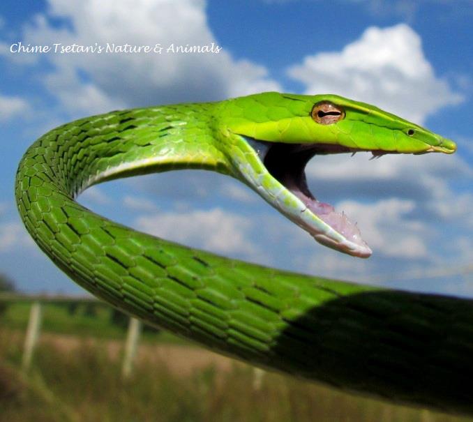 Nature and Animals - by Chime Tsetan - Common Sand Boa Eryx conicus ...