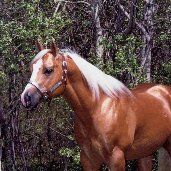 Oak Ridge Ranch | Souris ND