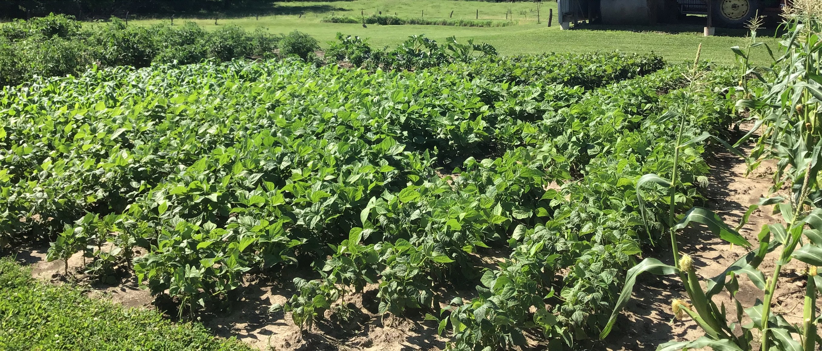 Crooked Row Produce | Le Roy KS