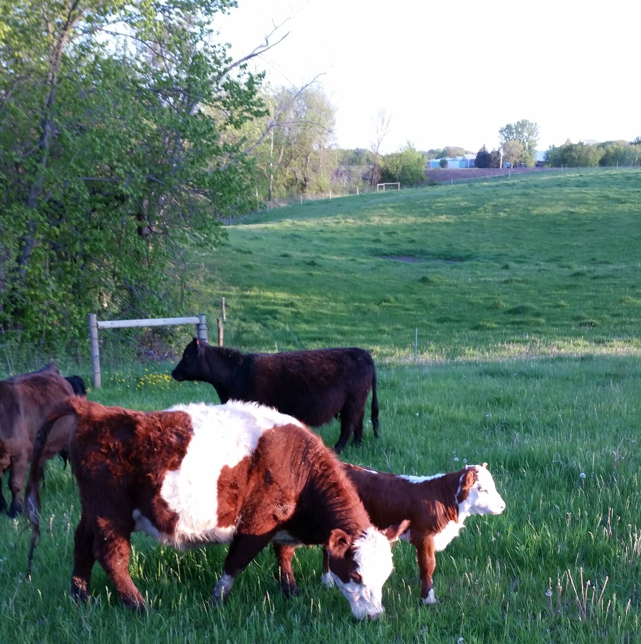 Mini Cow Minnesota | Cold Spring MN