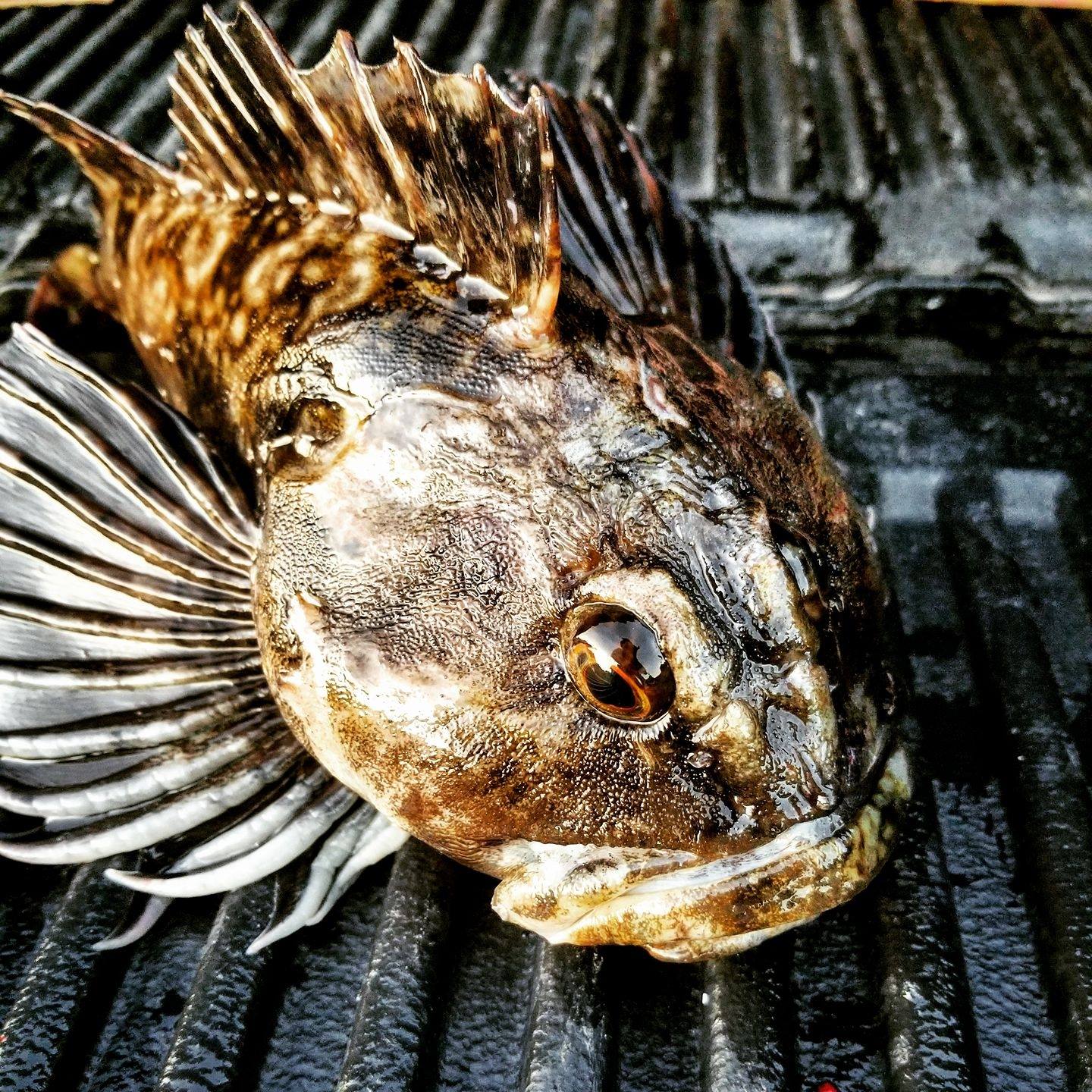 Humboldt Jetty Rats