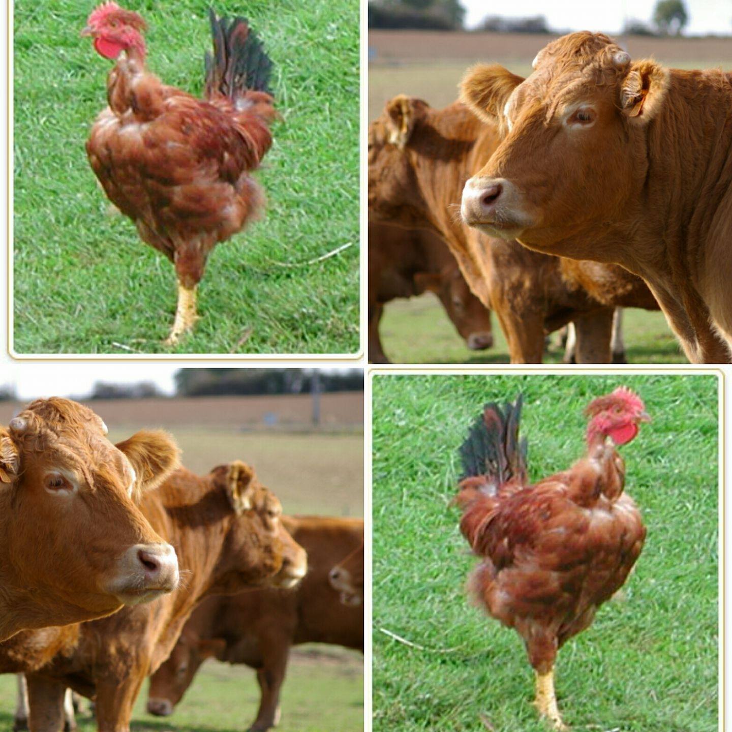 La ferme de Rustan | Valderiès